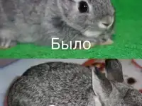 Крольчата из питомника, фотография 4