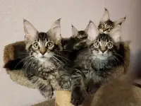 Продаются котята мейн-кун