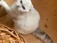 Пропала кошка