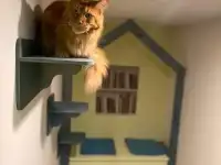 Зоогостиница для кошек Cat Town, фотография 9