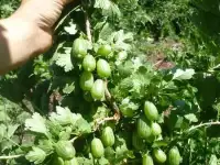 Продам остатки собственной рассады овощей, цветов и кустарников, фотография 8