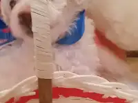 Щенки Бишон Фризе, фотография 4