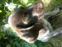 Курцхаар