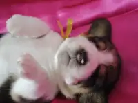 Щенки бигль, фотография 3