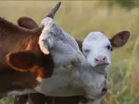 Заменитель цельного молока для ТЕЛЯТ
