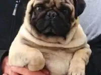 Кобель мопса