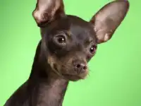 Очаровательные щенки русского тоя !!!, фотография 9