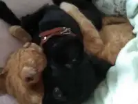 Чихуашка