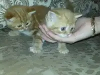 Шотланские котятки