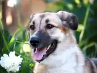 Марта ищет дом!