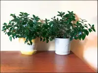 Нематантус цветок комнатный, фотография 3