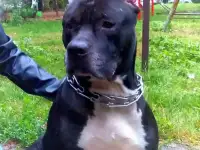 Продаются щенки амстаффа!!!, фотография 11