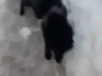 Потерявшиеся Лиса