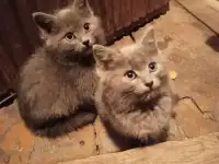 котята