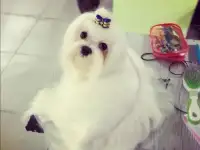 Вязка