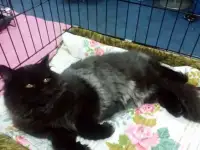  Кошечка красавица