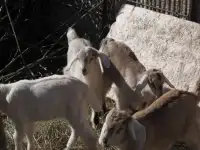 Нубийские козы, фотография 2