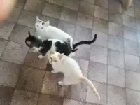 Подарю милых и умных котят