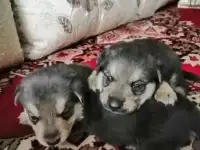 Щенята б.п.