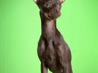 Очаровательные щенки русского тоя !!!