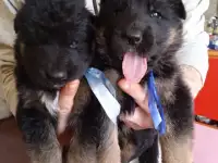 Щенки немецкой овчарки