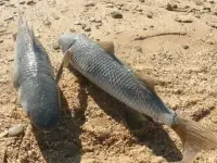 Маруська \ кефаль обманка  для подводной  охоты