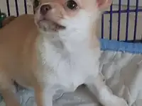 Мини мальчики чихуахуа