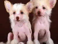 Красивый голый мальчик КХС, фотография 4