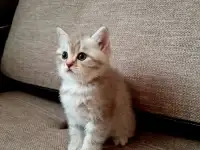 Шотландские кошечки