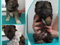 Отдам ответственным людям