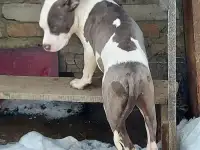 Бело голубые щенки амстаффа, фотография 2