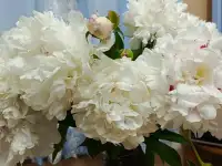Продам белые пионы