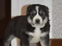 Щенки САО