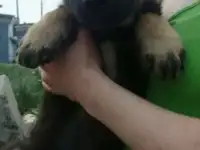 Отдам щенка