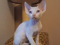 Девон Рекс Котята из питомника На Кутузовке, фотография 2
