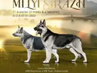 Шикарные щенки ВЕО от Чемпионов