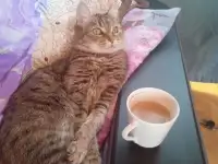 Передержка кошек в частном доме