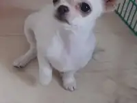 Беленький мальчик чихуахуа