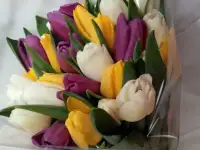 Тюльпаны оптом к 8 марта 2018г., фотография 4