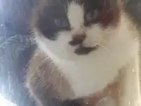 Отдам котов и кошек в добрые руки, фотография 3