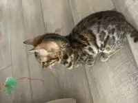Котенок
