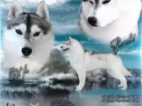 Хаски
