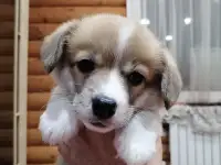 Щенки Вельш корги пемброк, фотография 6