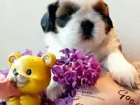 Выставочные ши - тцу с документами РКФ!, фотография 2