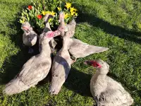 Утята мускусной индоутки лаванда, инкубационное яйцо, фотография 3