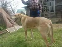 Щенки 