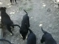 Щенки овчарки ВЕО
