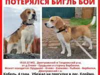 Потерялся Бигль Бой