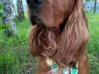 Вязка русский охотничий спаниель (кобель)