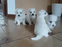 Щеночки болонки, фотография 2